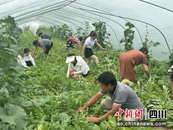 游客们正在体验采摘。徐诗琪 摄 游客们正在体验采摘。徐诗琪 摄