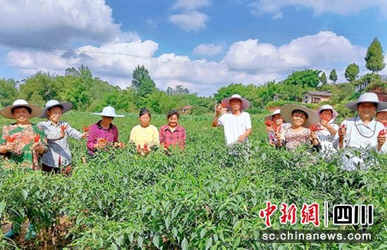 辣椒丰收。贡井融媒 供图 辣椒丰收。贡井融媒 供图