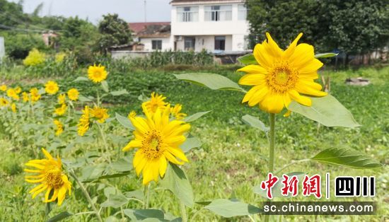 向日葵竞相盛开。沿滩融媒 供图 向日葵竞相盛开。沿滩融媒 供图
