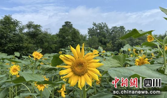 向日葵竞相盛开。沿滩融媒 供图 向日葵竞相盛开。沿滩融媒 供图