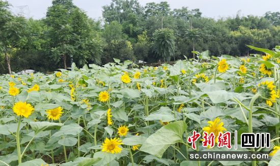 向日葵竞相盛开。沿滩融媒 供图 向日葵竞相盛开。沿滩融媒 供图