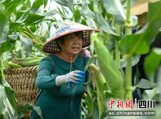 农民在地里收玉米。刘永红 摄 农民在地里收玉米。刘永红 摄