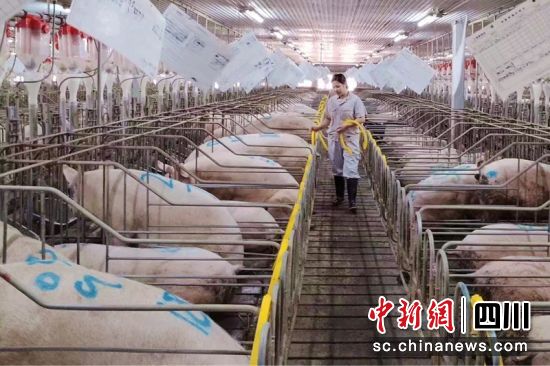工作人员正在猪场内进行常态化巡栏。潘建勇 摄 工作人员正在猪场内进行常态化巡栏。潘建勇 摄