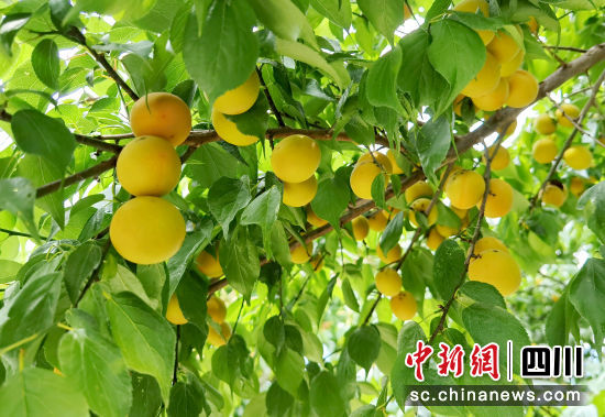 青梅挂满枝。 平武县委宣传部供图 青梅挂满枝。 平武县委宣传部供图
