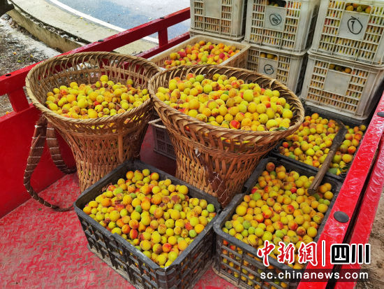 搬运装车。 平武县委宣传部供图 搬运装车。 平武县委宣传部供图
