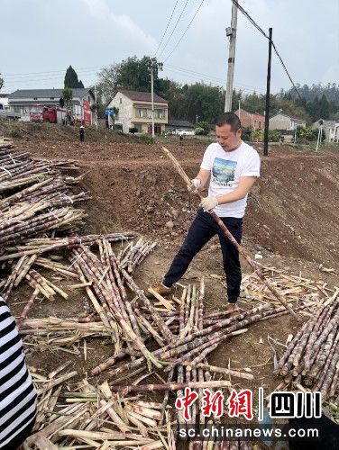 黄永强协助村民开展甘蔗采收、榨汁工作。曾红摄 黄永强协助村民开展甘蔗采收、榨汁工作。曾红摄