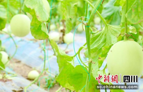 香瓜成熟丰收。贡井融媒 供图 香瓜成熟丰收。贡井融媒 供图
