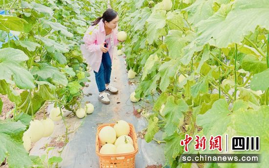 采摘香瓜。贡井融媒 供图 采摘香瓜。贡井融媒 供图