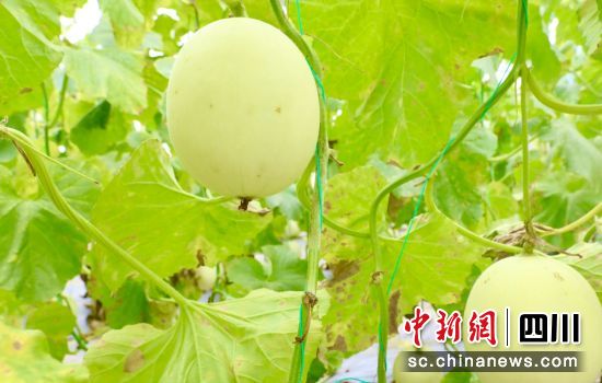 香瓜成熟丰收。贡井融媒 供图 香瓜成熟丰收。贡井融媒 供图