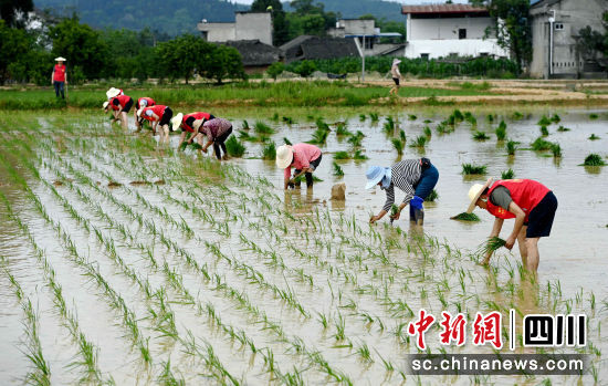 党员干部在帮助村民插秧(资料图)。周亮 摄 党员干部在帮助村民插秧(资料图)。周亮 摄