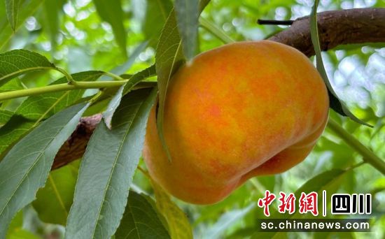 黄桃成熟。杨超 供图 黄桃成熟。杨超 供图