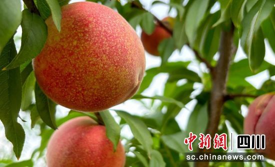 黄桃成熟。杨超 供图 黄桃成熟。杨超 供图