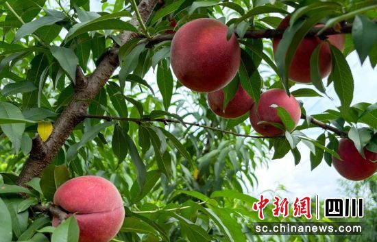 黄桃成熟。杨超 供图 黄桃成熟。杨超 供图