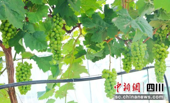 葡萄成熟。贡井融媒 供图 葡萄成熟。贡井融媒 供图