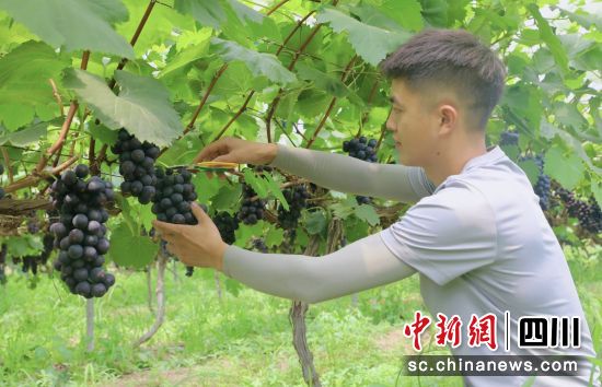 采摘葡萄。贡井融媒 供图 采摘葡萄。贡井融媒 供图