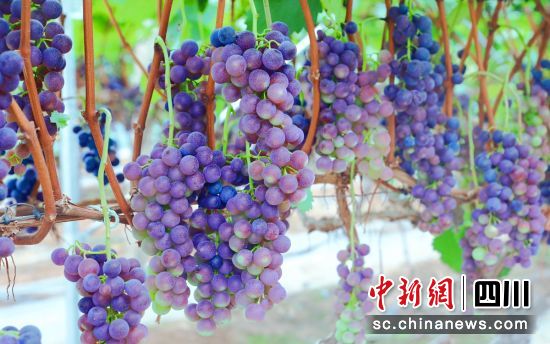 葡萄成熟。贡井融媒 供图 葡萄成熟。贡井融媒 供图
