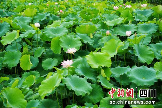 荷塘美景。 杨勇 摄 荷塘美景。 杨勇 摄