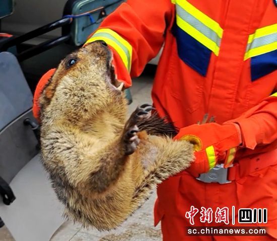 消防员在住户家捕获的一只旱獭(俗称土拨鼠)。(视频截图)眉山消防提供 消防员在住户家捕获的一只旱獭(俗称土拨鼠)。(视频截图)眉山消防提供