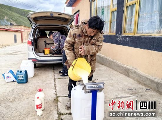 收购牦牛鲜奶。壤塘县委宣传部供图 收购牦牛鲜奶。壤塘县委宣传部供图