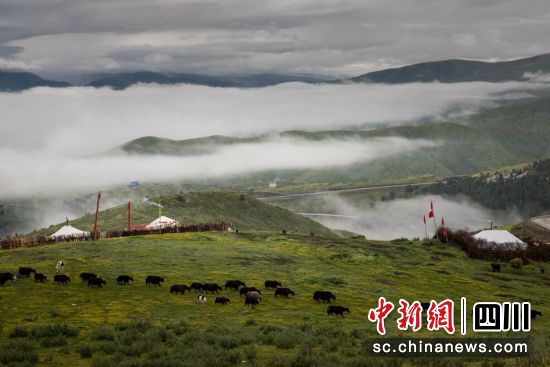 牦牛牧场。壤塘县委宣传部供图 牦牛牧场。壤塘县委宣传部供图