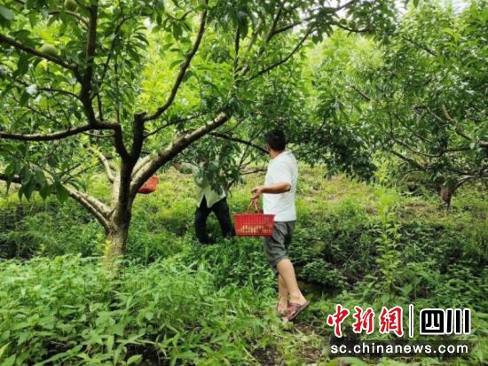 农户们正穿梭在树林间忙着采摘鲜果。李媛媛 摄 农户们正穿梭在树林间忙着采摘鲜果。李媛媛 摄