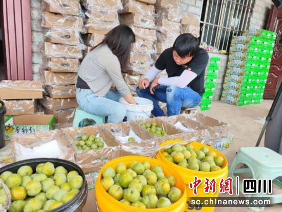 收购商正在对蜂糖李的品质进行挑选、分级。李媛媛 摄 收购商正在对蜂糖李的品质进行挑选、分级。李媛媛 摄