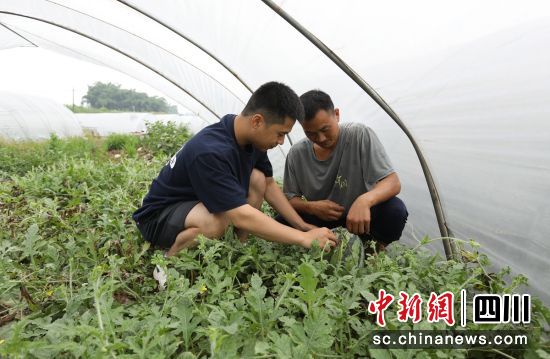 陈星宇(左)在大棚内与瓜农交流。自贡市委组织部 供图 陈星宇(左)在大棚内与瓜农交流。自贡市委组织部 供图