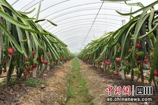 火龙果种植基地里,火龙果挂满枝头。 罗江区委宣传部供图 火龙果种植基地里,火龙果挂满枝头。 罗江区委宣传部供图