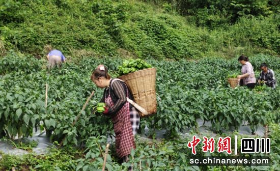 采摘现场。雨城融媒 供图 采摘现场。雨城融媒 供图