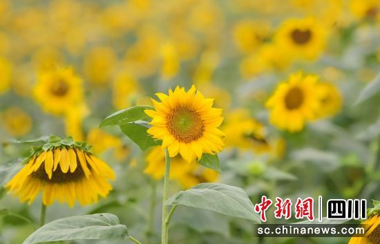 油葵花盛开。荣县融媒 供图 油葵花盛开。荣县融媒 供图
