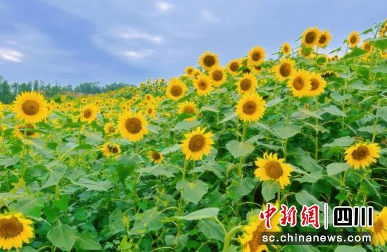 油葵花盛开。荣县融媒 供图 油葵花盛开。荣县融媒 供图
