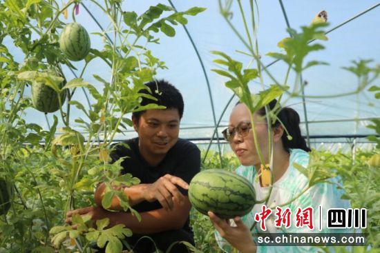 西瓜丰收。龙马潭区融媒体中心供图 西瓜丰收。龙马潭区融媒体中心供图