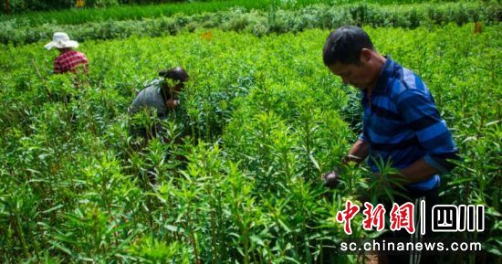 赶黄草丰收。古蔺县委统战部供图 赶黄草丰收。古蔺县委统战部供图