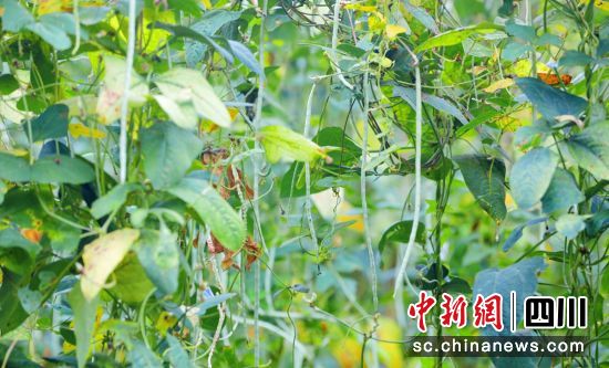 豇豆丰收。罗雨果 供图 豇豆丰收。罗雨果 供图