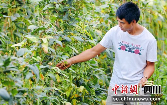 采摘豇豆。罗雨果 供图 采摘豇豆。罗雨果 供图