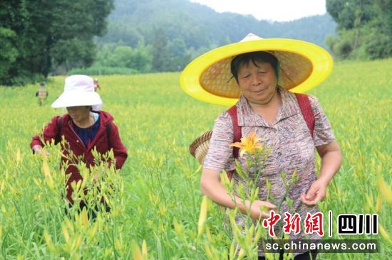 “西充县大自然生态有限公司”黄花种植基地。蒋星摄 “西充县大自然生态有限公司”黄花种植基地。蒋星摄