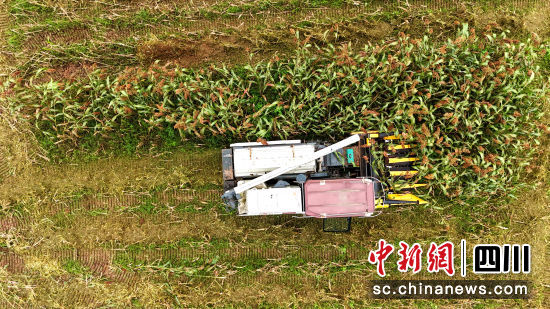 高粱丰收。方旭 摄 高粱丰收。方旭 摄