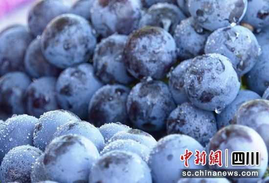 新鲜采摘的葡萄。 绵竹市融媒体中心供图 新鲜采摘的葡萄。 绵竹市融媒体中心供图