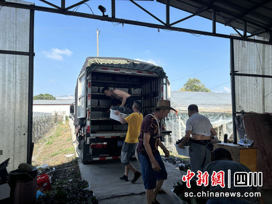 村民们正在打包装运葡萄。 绵竹市融媒体中心供图 村民们正在打包装运葡萄。 绵竹市融媒体中心供图