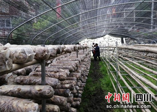 香菇大棚。壤塘县委宣传部供图 香菇大棚。壤塘县委宣传部供图