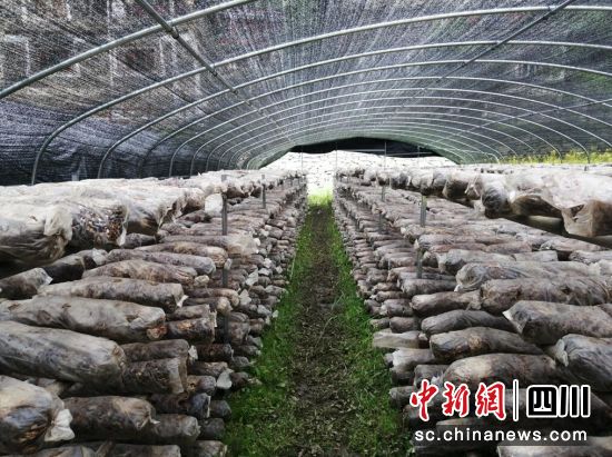 香菇大棚。壤塘县委宣传部供图 香菇大棚。壤塘县委宣传部供图