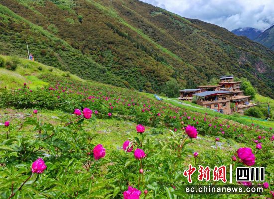 芍药种植基地。壤塘县委宣传部供图 芍药种植基地。壤塘县委宣传部供图