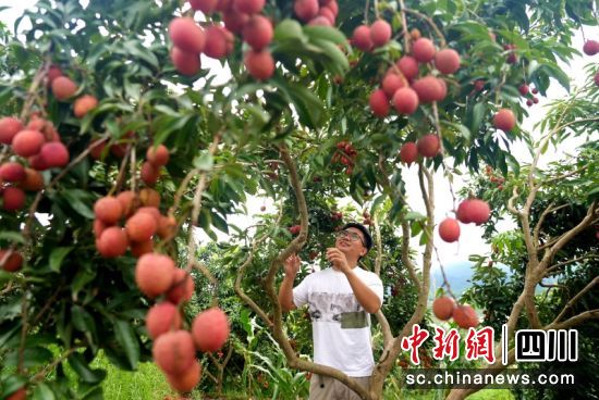 游客体验采摘乐趣。罗景萍 摄 游客体验采摘乐趣。罗景萍 摄