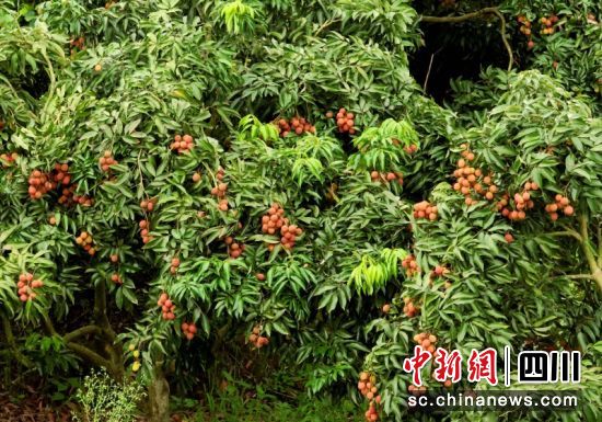 硕果满枝。罗景萍 摄 硕果满枝。罗景萍 摄
