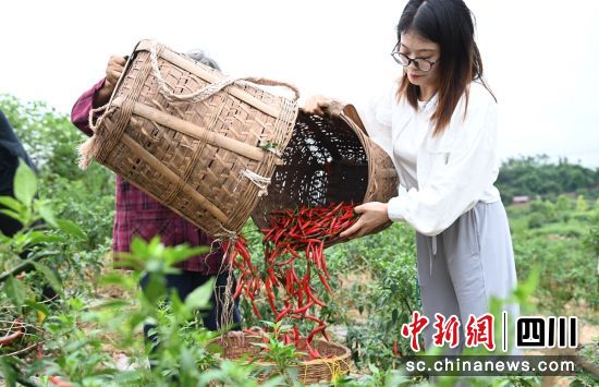 采摘收购现场。荣县融媒 供图 采摘收购现场。荣县融媒 供图