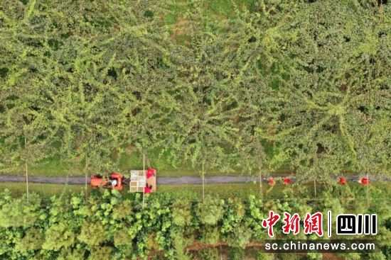 种好猕猴桃,收获“致富果”。杨波 摄 种好猕猴桃,收获“致富果”。杨波 摄