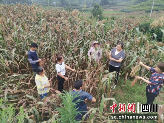 正在地里现场指导。刘倩 摄 正在地里现场指导。刘倩 摄
