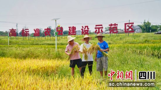“罗沙贡米”丰收。龙马潭区委统战部供图 “罗沙贡米”丰收。龙马潭区委统战部供图