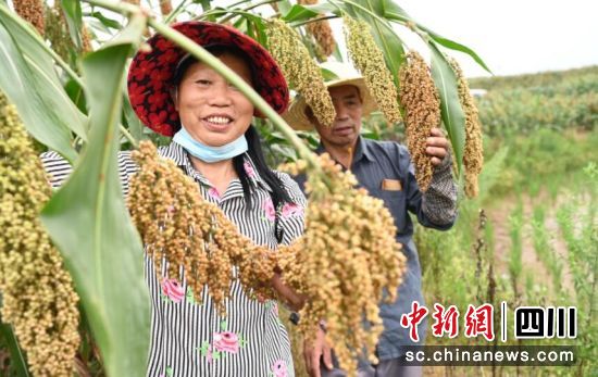 高粱成熟。谢思语 供图 高粱成熟。谢思语 供图