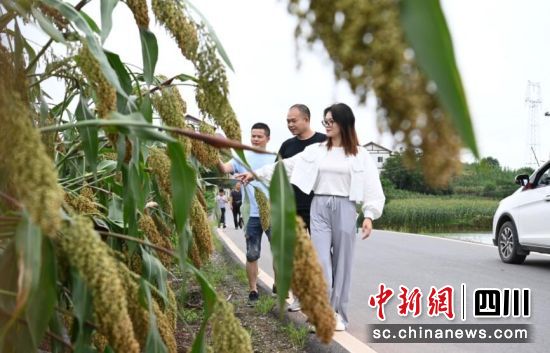 高粱成熟。谢思语 供图 高粱成熟。谢思语 供图